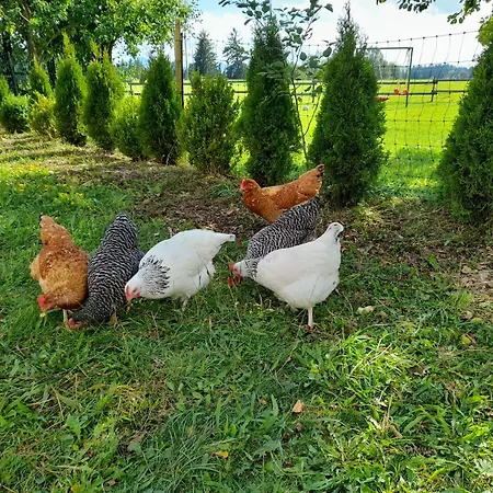 Ferienwohnung Im Alten Milchwerk Görisried Buitenkant foto